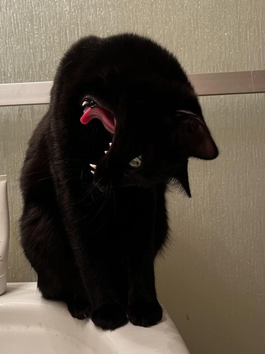 Black cat yawns upside down.
