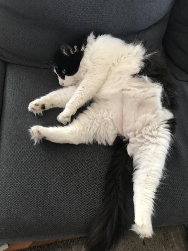 Fluffy tuxedo cat with neatly parted belly fur