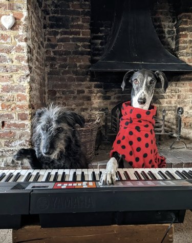Two dogs sitting together at electronic keyboard, one dog has a red sweater with black spots.