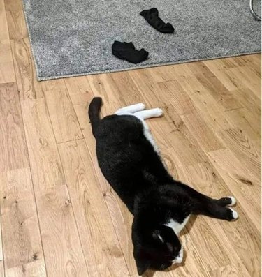 Tuxedo cat with white feet lays next to pair of black socks