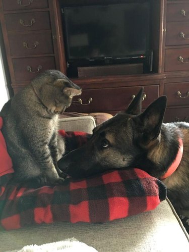 Dog looking hopefully at cat