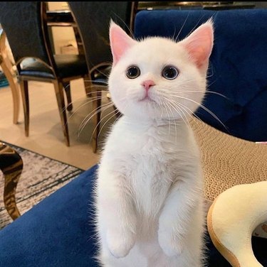 White kitten with heterochromia