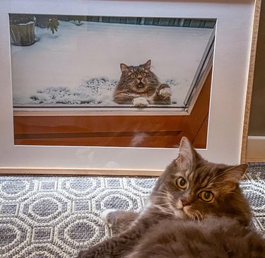 Cat sitting in front of framed picture of itself