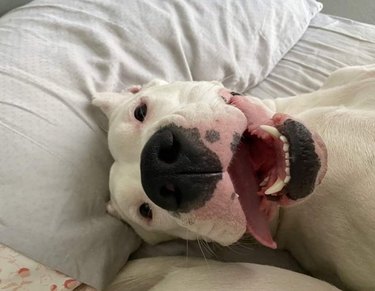 Dog on bed with tongue hanging out