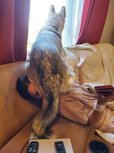 Large dog sitting on woman's face to look out window