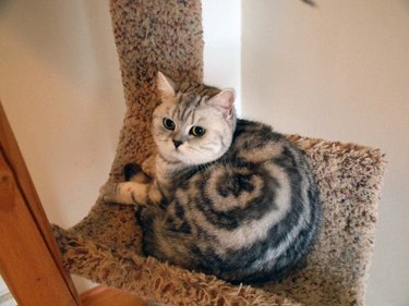 Cat with a swirl pattern in its fur