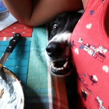 Dog trying to reach table under someone's arm