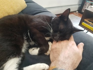 Cat sleeping on man's hand