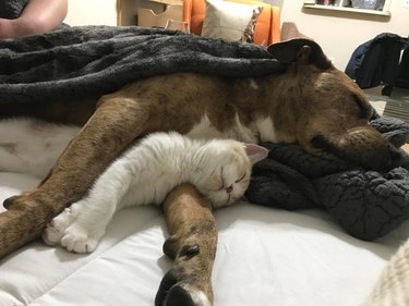 Dog and cat sleeping cuddled together