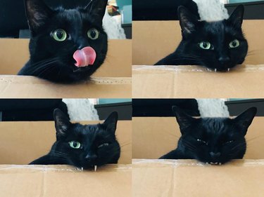 Black cat biting cardboard box