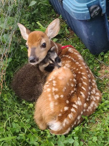 Baby raccoon and fawn cuddling