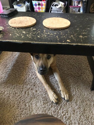 Dog under coffee table