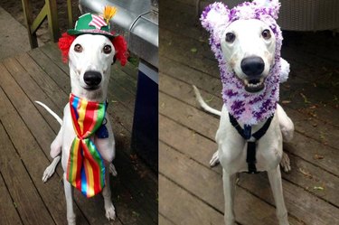 Greyhound wearing silly hats