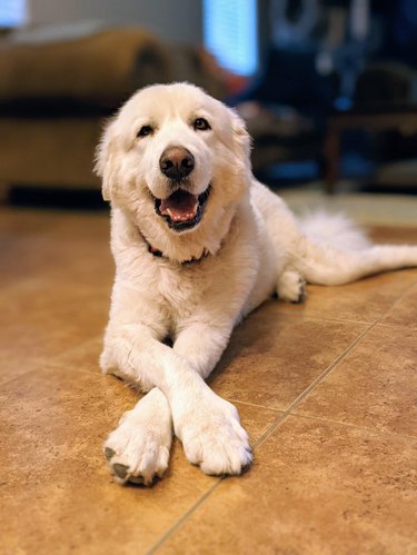 Happy dog with crossed paws