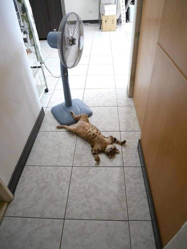 Cat laying on its back in front of fan