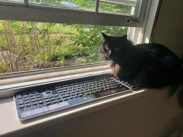 Cat sitting on keyboard on windowsill next to second keyboard