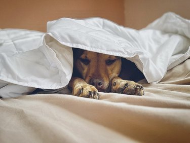 dog huddled under a white sheet in bed