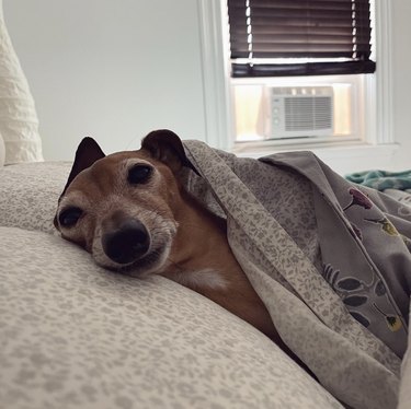 dog snuggled up in bed under a blanket