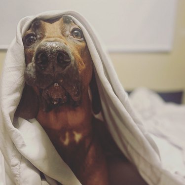 dog covered in a blanket in bed