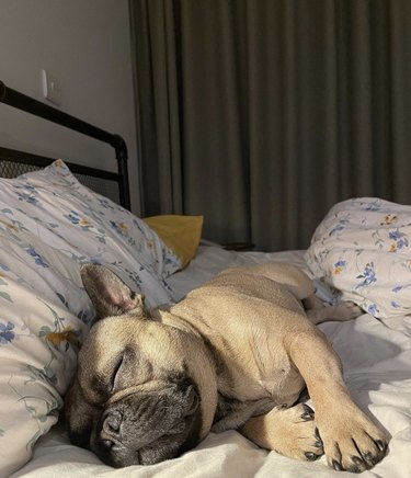 French bulldog snuggled in bed sleeping
