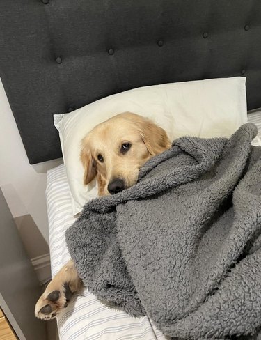 dog cuddled up in a blankie