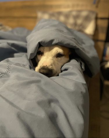 dog covered up in a gray blanket