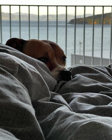 dog looking morose in bed with the view of the ocean