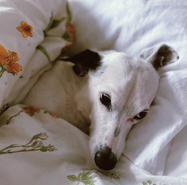 dog snuggled up in bed