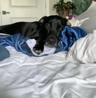 dog cuddled on top of a blue blanket