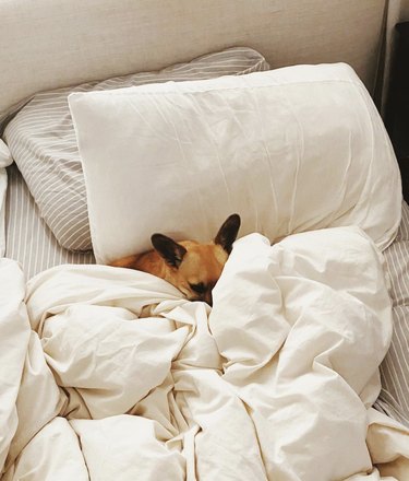 dog all snuggled up in bed under blankets