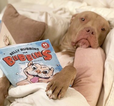 pitbull dog reading in bed