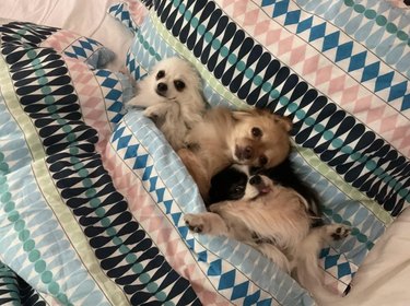 three dogs in bed under a blanket