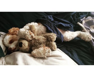 dog snuggled up in bed with a teddy bear
