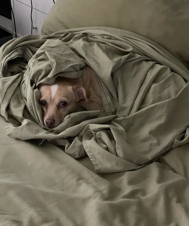 dog buried under sheets on a bed