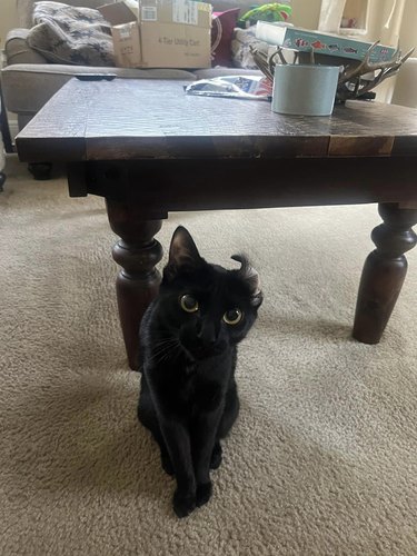 cat with one of their ears curled over.