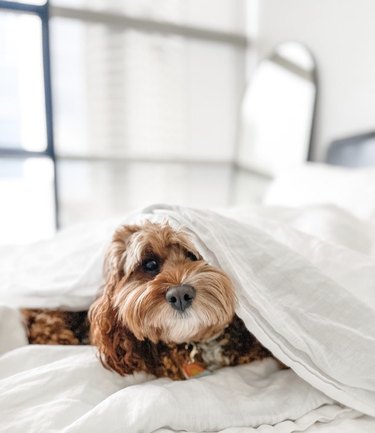 dog covered in a white blanket