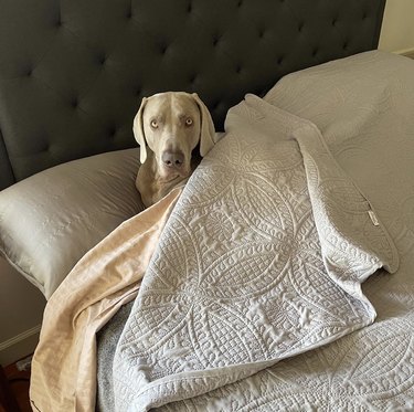 dog looking surprised in bed