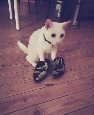 cat sticks their front paws into children's slippers.