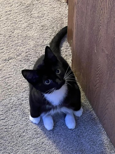 cat sitting on their hind legs.