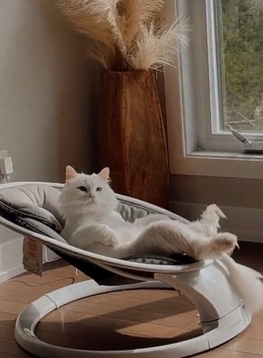 white cat chilling on round recliner.