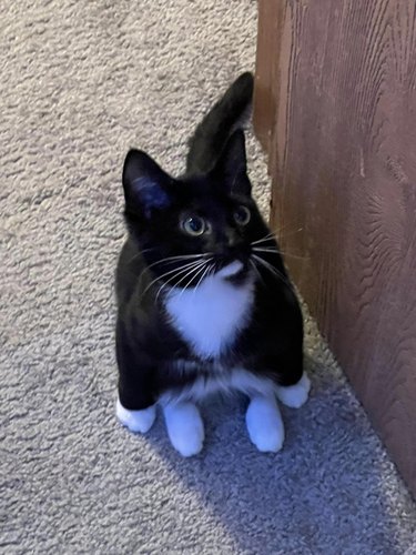 cat sitting on their hind legs.