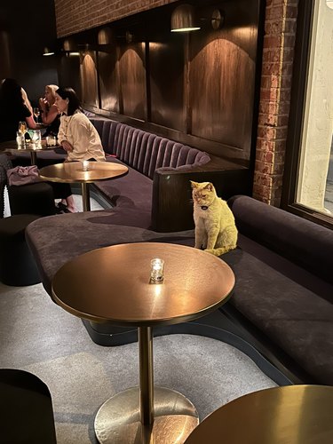cat sits alone at bar with candlelight.