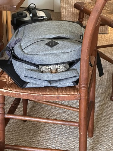 cat hiding in backpack on chair.