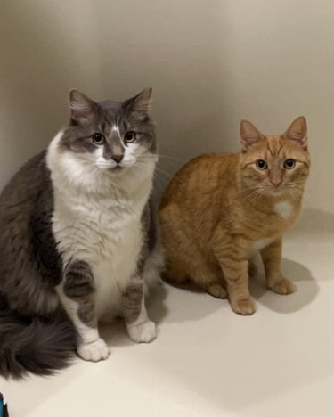 two cats are sitting in a shower.