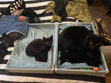 black kitten and adult cat sleep in open suitcase.