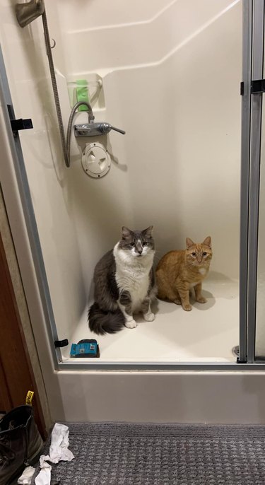 two cats are sitting in a shower.