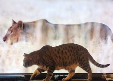 cat walks in front of tv. on the screen is a mountain lion.