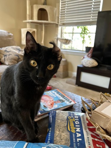 black cat with one of their ears curled over.