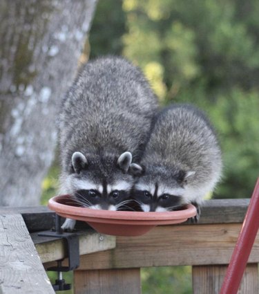 Two raccoons eat from outdoor bird feeder side by side