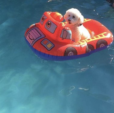 a fluffy white dog on a car-shaped floatie in a pool.